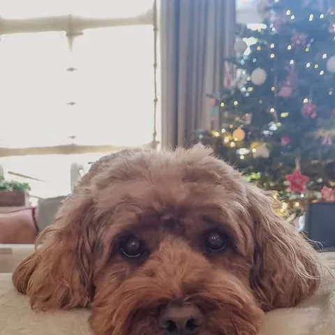 Cavapoo ontspannen thuis na de trimbeurt bij Trimsalon Ody Den Haag