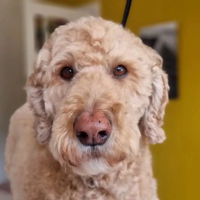 Goldendoodle met netjes getrimde vacht bij Trimsalon Ody Den Haag