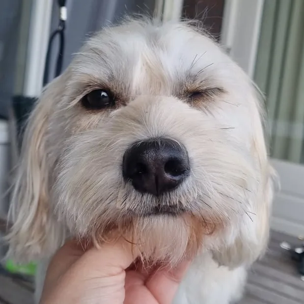 Knipogende hond met frisgewassen vacht bij Trimsalon Ody Den Haag