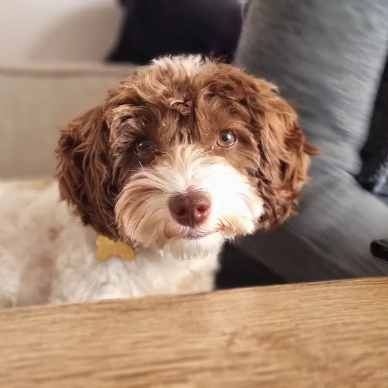 Bruin-witte Labradoodle pup na de puppy wenservice van Trimsalon Ody