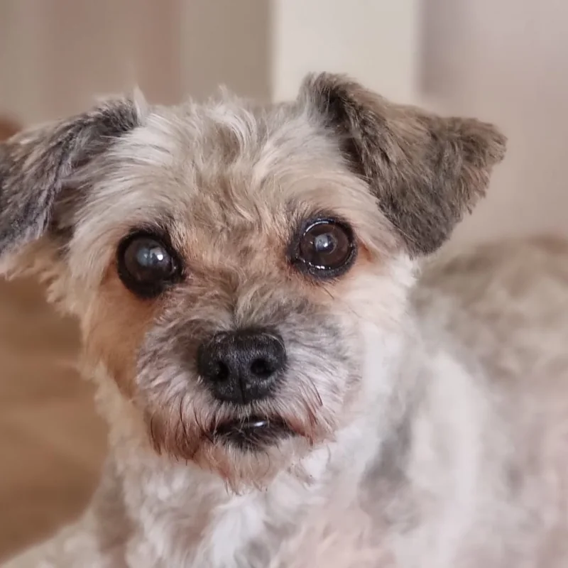 Maltezer-mix met frisgetrimde vacht bij Trimsalon Ody aan huis