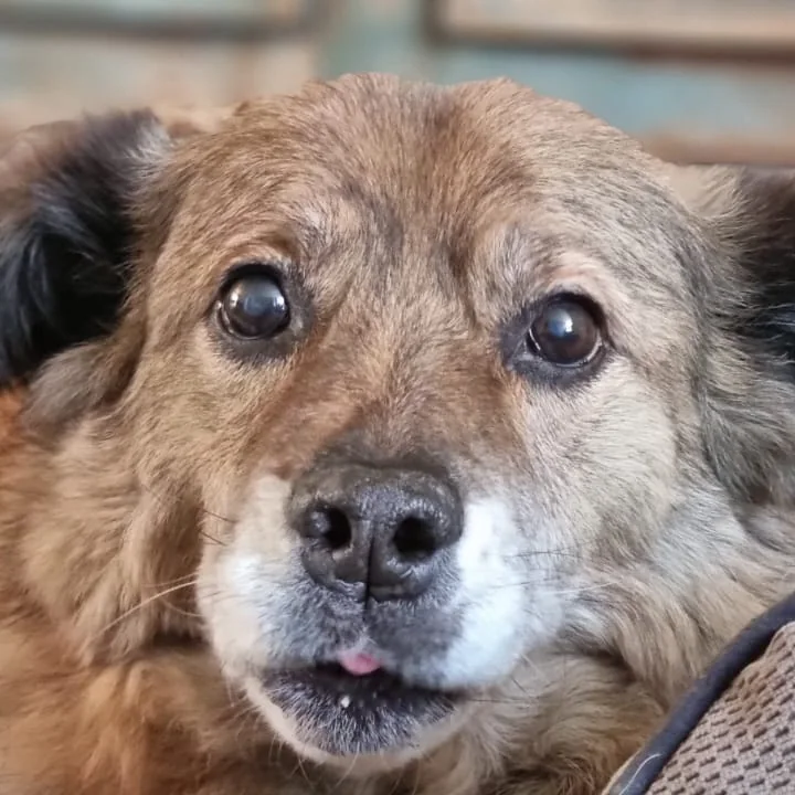 Oudere hond ontspannen in zijn mand na een rustige trimbeurt aan huis