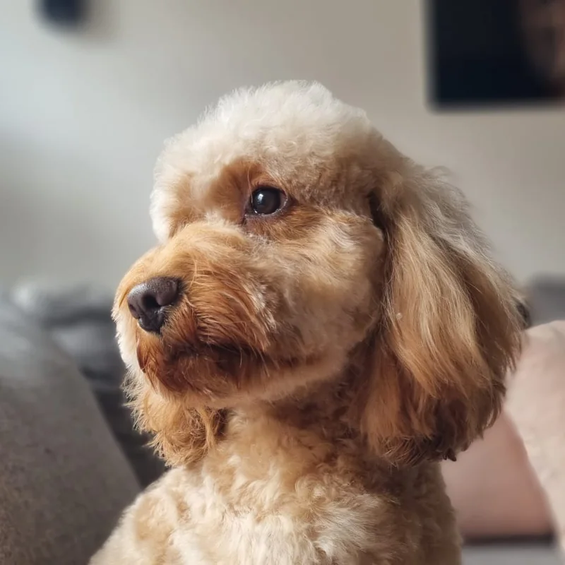 Cavapoo met prachtig getrimde vacht, thuis verzorgd door Trimsalon Ody